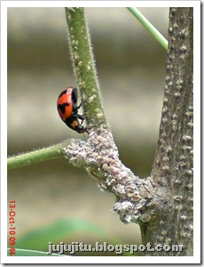 Kumbang Koksi ‘Transverse Ladybird’ (Coccinella transversalis) 05