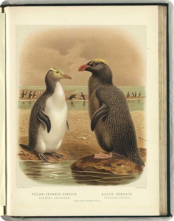 pinguino crestato maggiore