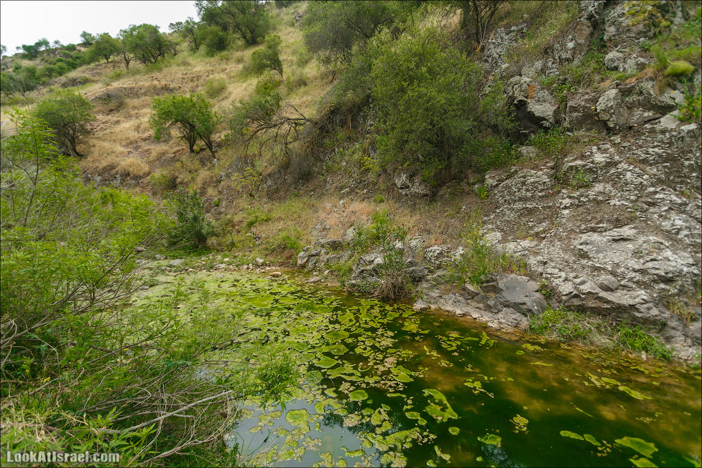 LookAtIsrael.com: Фото-блог о путешествиях по Израилю. Тель Авив, Иерусалим, Хайфа А вот чуть выше уже есть вода. Хоть и застоявшаяся, но лягушек и черепах в ней огромное количество. 