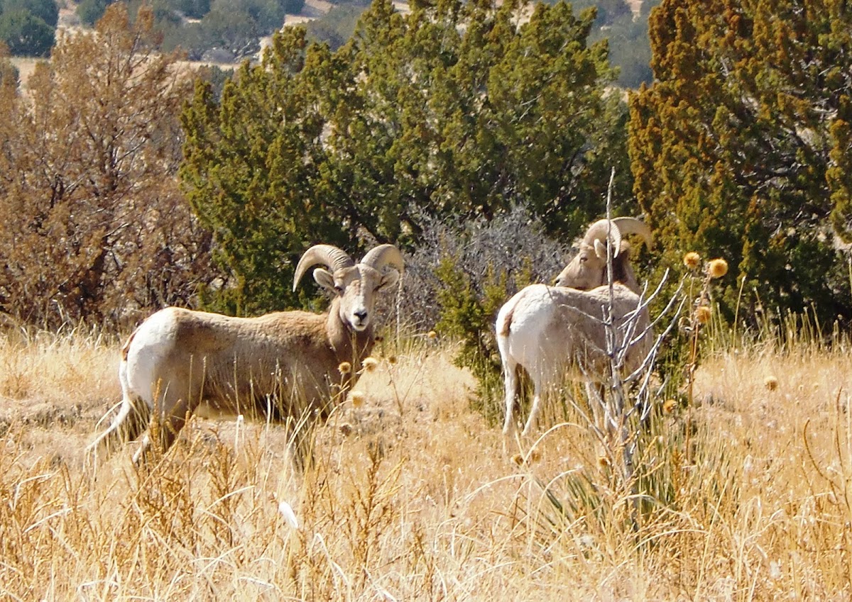 Bighorn Sheep