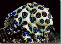 blue-ringed-octopus