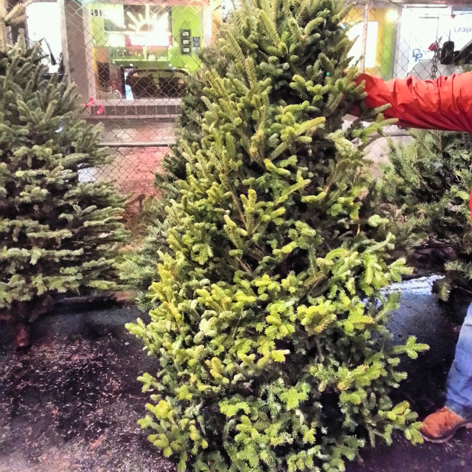 Robert Dyer Bethesda Row CHRISTMAS TREES FOR SALE IN DOWNTOWN BETHESDA