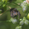 Bold Jumper/Daring Jumping Spider, female