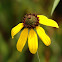 Mohr's Coneflower