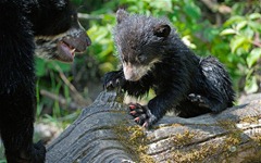 Andean Bear Andean Bear