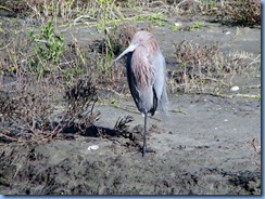 6227 Texas, South Padre Island - Birding and Nature Center guided bird walk - Reddish Egret (rufous form)