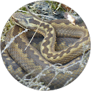 Vipera berus . profielfoto