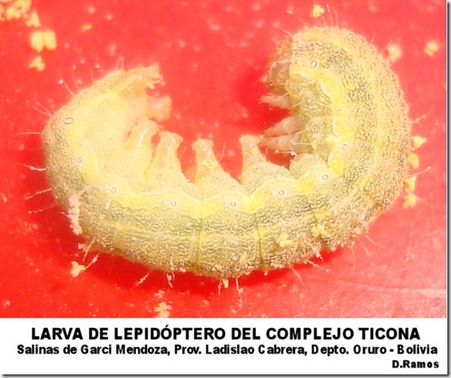 Larva_de_lepidóptero_nocturno_del_complejo_ticona_Plaga_clave_del cultivo_de_la_quinua_D.Ramos-laquinua.blogspot.com
