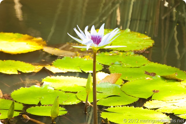 waimea valley (9)