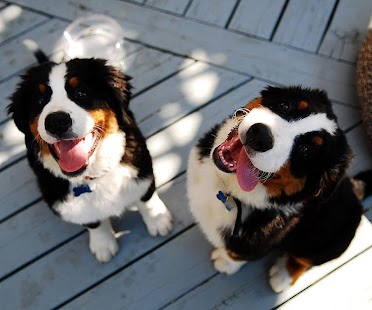 Bernese Mountain Dogs Puzzle Screenshots 0