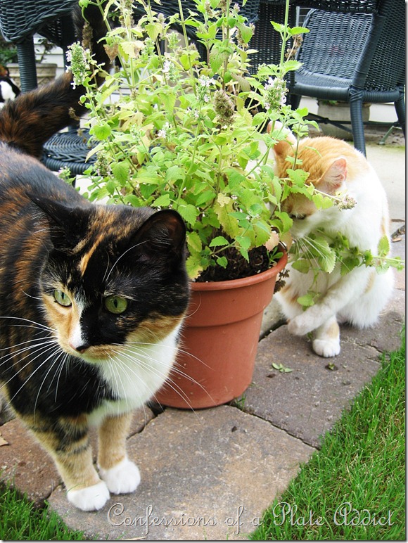 Kitties and Catnip