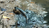 Mud fish in the mangrove swamp at Pasir Ris.
