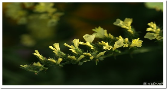 digital-flower-phorography-newflower152_wallcoo.com