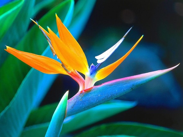 bird-of-paradise-flower-1
