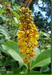 Byrsonima laxiflora Byrsonima laxiflora