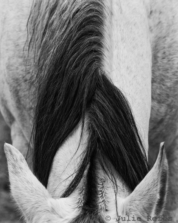Julie Refer Equine Photography Julie Refer Equine Photography