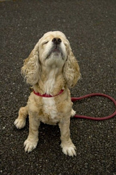 [dogs_090%255B2%255D.jpg]