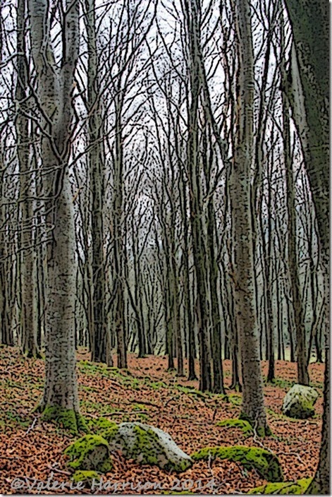 12-beech-woods