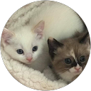 siamese Kittens Lucy & Lumy