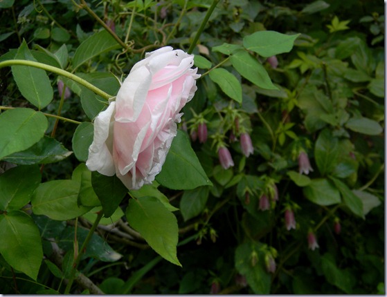 DSCN4715 DSCN4715