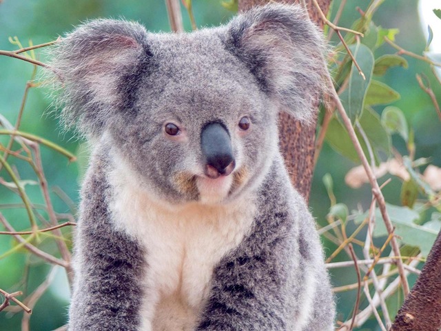 [Koala_-_Smile%255B4%255D.jpg]