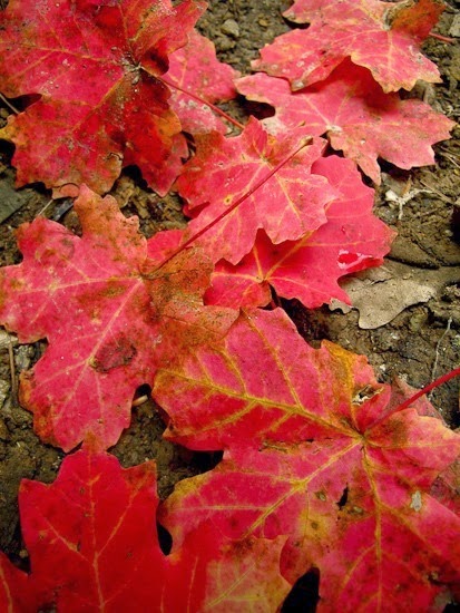 Mount Lemmon Maple Leaves