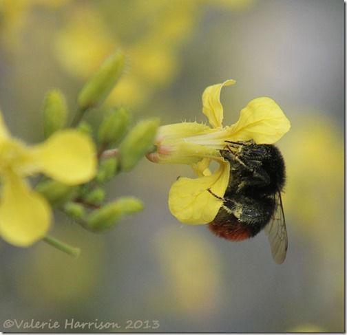 2-red-tailed-bumblebee