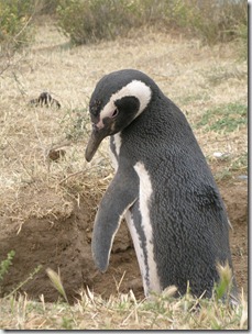 pinguino de magallanes