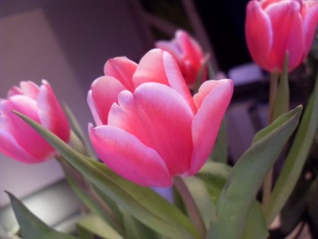 Tulipaner på mit spisebord