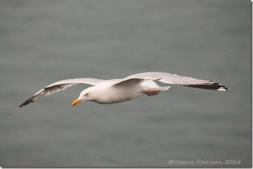 11 gull-in-flight