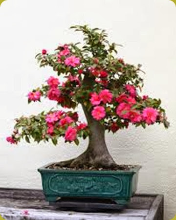 camellia1 camellia1