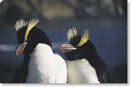 pinguino crestato4