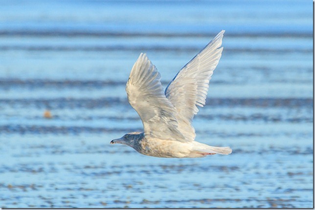 Dungeness_Glauc-4