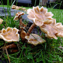 Bulbous Honey fungus