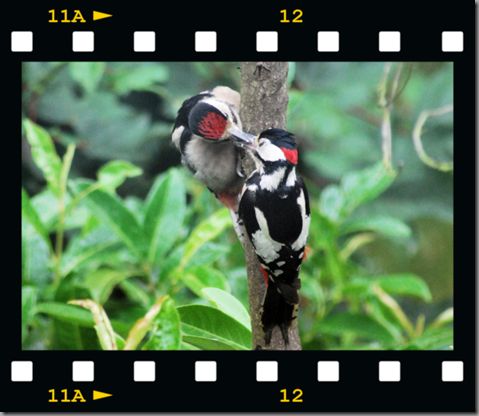 Male woodpecker feeding young 08 film png
