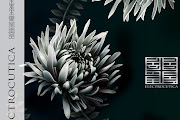 ELECTROCUTICA