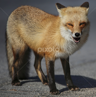 by Doreen Rutherford - Animals Other Mammals