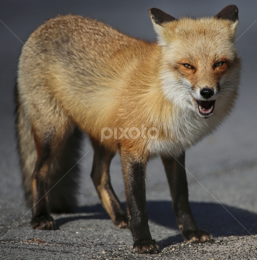 by Doreen Rutherford - Animals Other Mammals