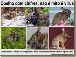 coelho_chifres