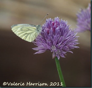 green-veined-on-chives