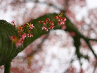 cherry-tree-branch_13305_600x450