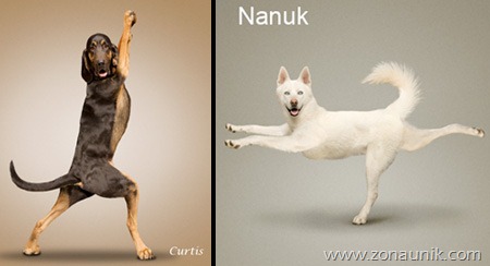 [Anjing%2520Senam%2520Yoga%2520%252810%2529%255B3%255D.jpg]