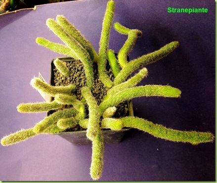 Stapelianthus pilosus 2012-10-05