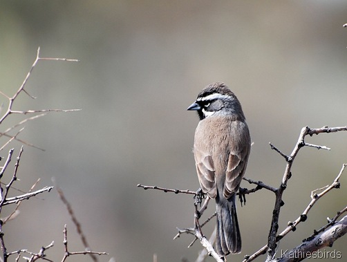 520 Black-throated sparrow SNP-kab