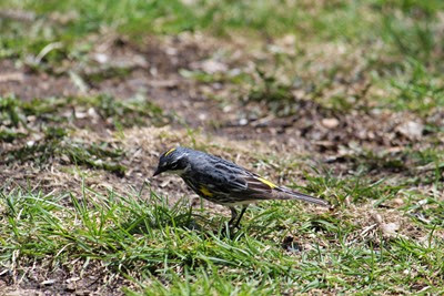 yellow Rumped Warbler