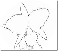 orquidea colombia 1