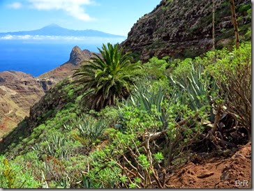 kanarische_palme kanarische_palme
