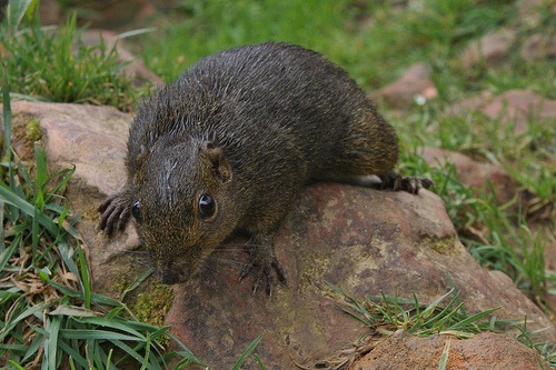 [borneo-squirrel%255B3%255D.jpg]