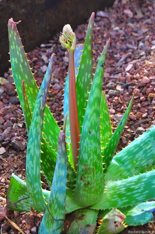 [DSC_0005%255B4%255D.jpg]