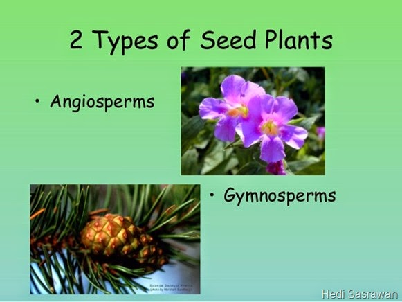 7 Perbedaan Gymnospermae dan Angiospermae